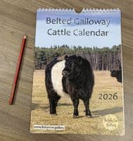 Belted Galloway Cattle Calendar 2026