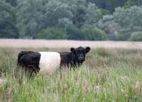 Belted Galloway Cattle Calendar 2026