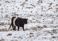 Belted Galloway Cattle Calendar 2026