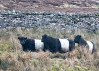 Belted Galloway Cattle Calendar 2026