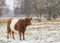 Belted Galloway Cattle Calendar 2026