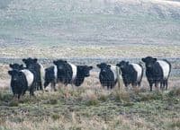 Belted Galloway Cattle Calendar 2026