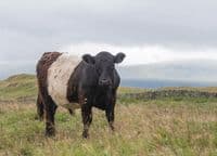 Belted Galloway Cattle Calendar 2026