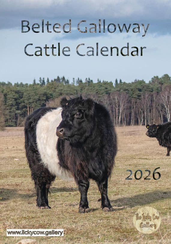 Belted Galloway Cattle Calendar 2026