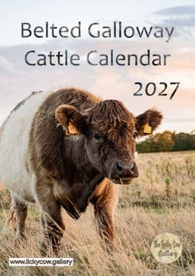 Belted Galloway Cattle Calendar 2027