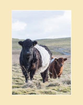 Belted Galloway Cow and Calf Print