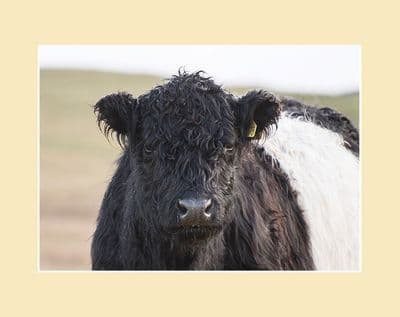 Belted Galloway Cow Face Print