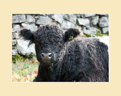 Belted Galloway Cow Lying Down Print