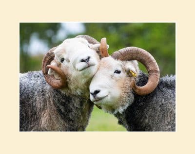 Best Buddies Herdwick Tups Photographic Print