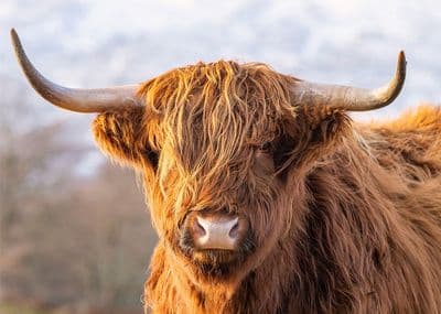 Big Horns Highland Cow Greetings Card