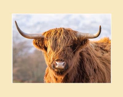 Big Horns - Highland Cow Photographic Print
