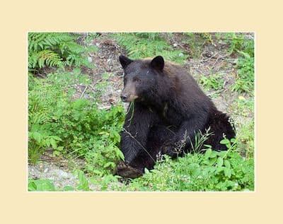 Black Bear Feeding Print