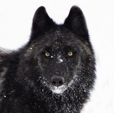 Black Wolf Square Greetings Card