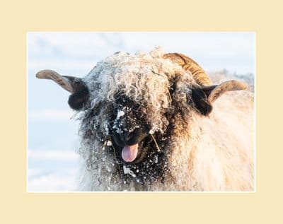 Blacknoses in the Dales 'Laughing Valais'  Sheep Print