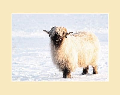 Blacknoses in the Dales 'Out in the Snow'  Sheep Print