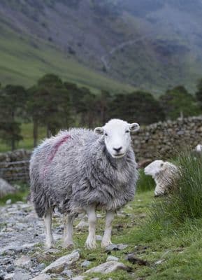 Blocking the Path Herdwick Sheep Greetings Card