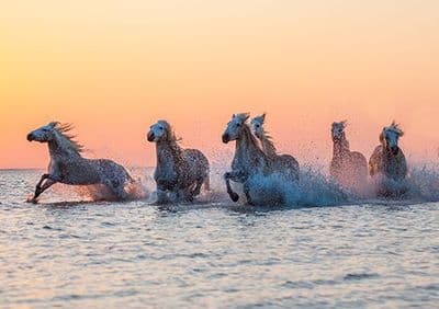 Camargue Sunrise Large Unmounted Wild Horse Print-Orange Glow