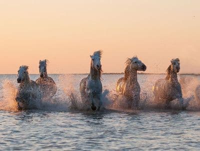Camargue Sunrise Large Unmounted Wild Horse print- Rose Gold