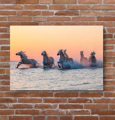 Camargue Sunrise-Orange Glow White Horses in Water  Canvas Print