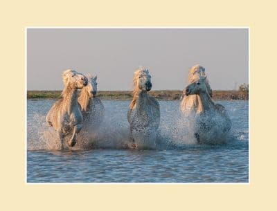 Camargue Sunrise Wild Horse Print - Morning Light