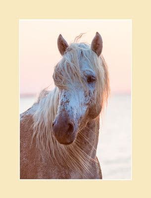 Camargue Sunrise Wild Horse Print - On the Beach