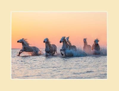 Camargue Sunrise Wild Horse Print - Orange Glow
