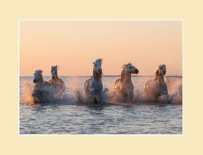 Camargue Sunrise Wild Horse print- Rose Gold