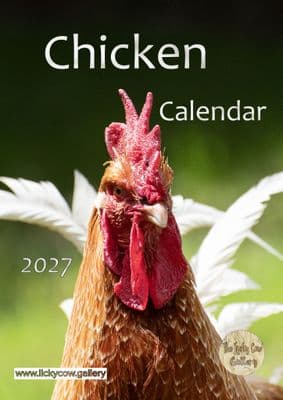 Chicken Calendar 2027-dispatch by 24th August