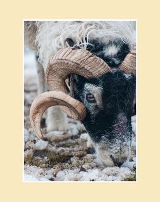 Clearing the Snow Swaledale Sheep Print
