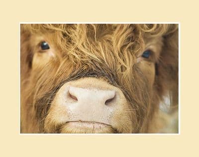 Close Up Calf Highland Cow Print