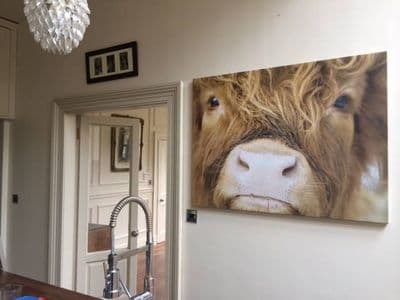 Close Up Cow Highland Cow Premium Canvas Print