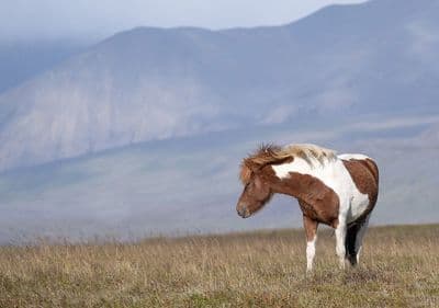 Coloured Icelandic Horse Greetings Card