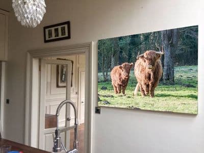 Coming Home Highland Cows Canvas Print
