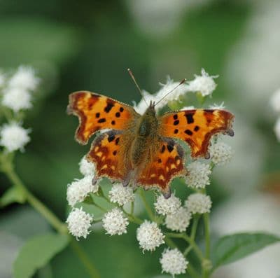 Comma Butterfly  Square Greetings Card