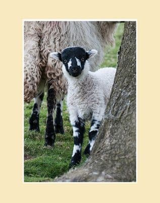 Dalesbred Lamb Portrait Print