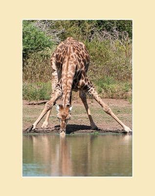 Drinking Giraffe Print