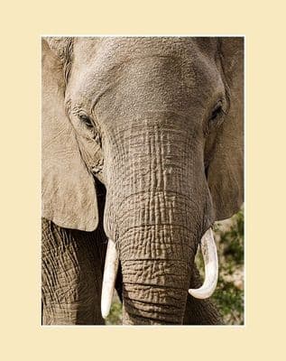 Elephant Close Up African Elephant Print