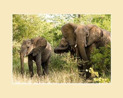 Elephant Family African Elephant Print