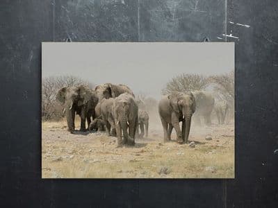 Elephant Herd - African Elephant Canvas Print