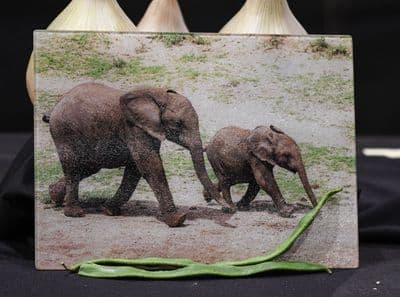 Elephants Glass Chopping Board Large Size Toughened Glass