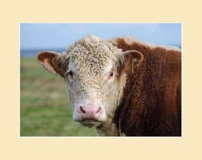 Estonian Hereford Cattle Print