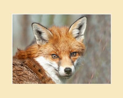 Eye Contact Red Fox Photographic  Print