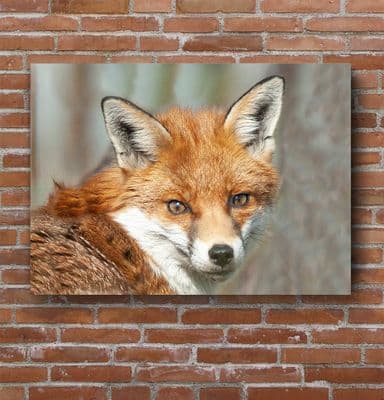 Eye Contact - Red Fox Premium Canvas Print