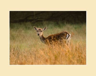 Fallow Deer Print