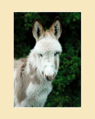 Fluffy Foal Donkey Print