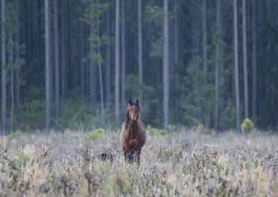 Forest Ghost Australian Brumby Large Unmounted Wild Horse Print