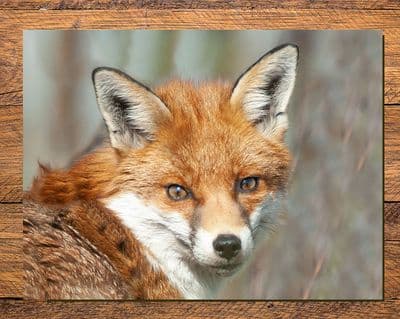 Fox  Eye Contact Glass Chopping Board Large Size Toughened Glass