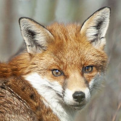Fox 'Eye Contact' Square Greetings Card
