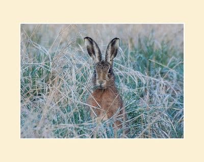 Frosty Morning Leveret- Brown Hare Photographic Print