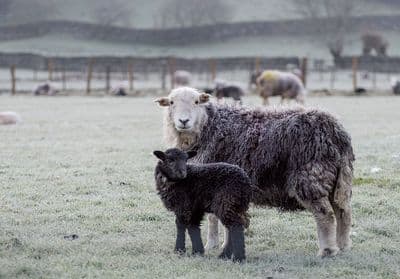 Frosty Springtime Herdwick Greetings Card